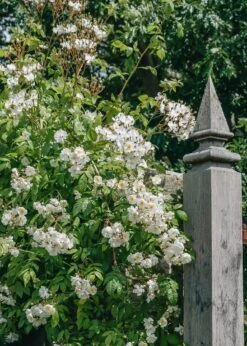 Rosa Bobbie James AGM