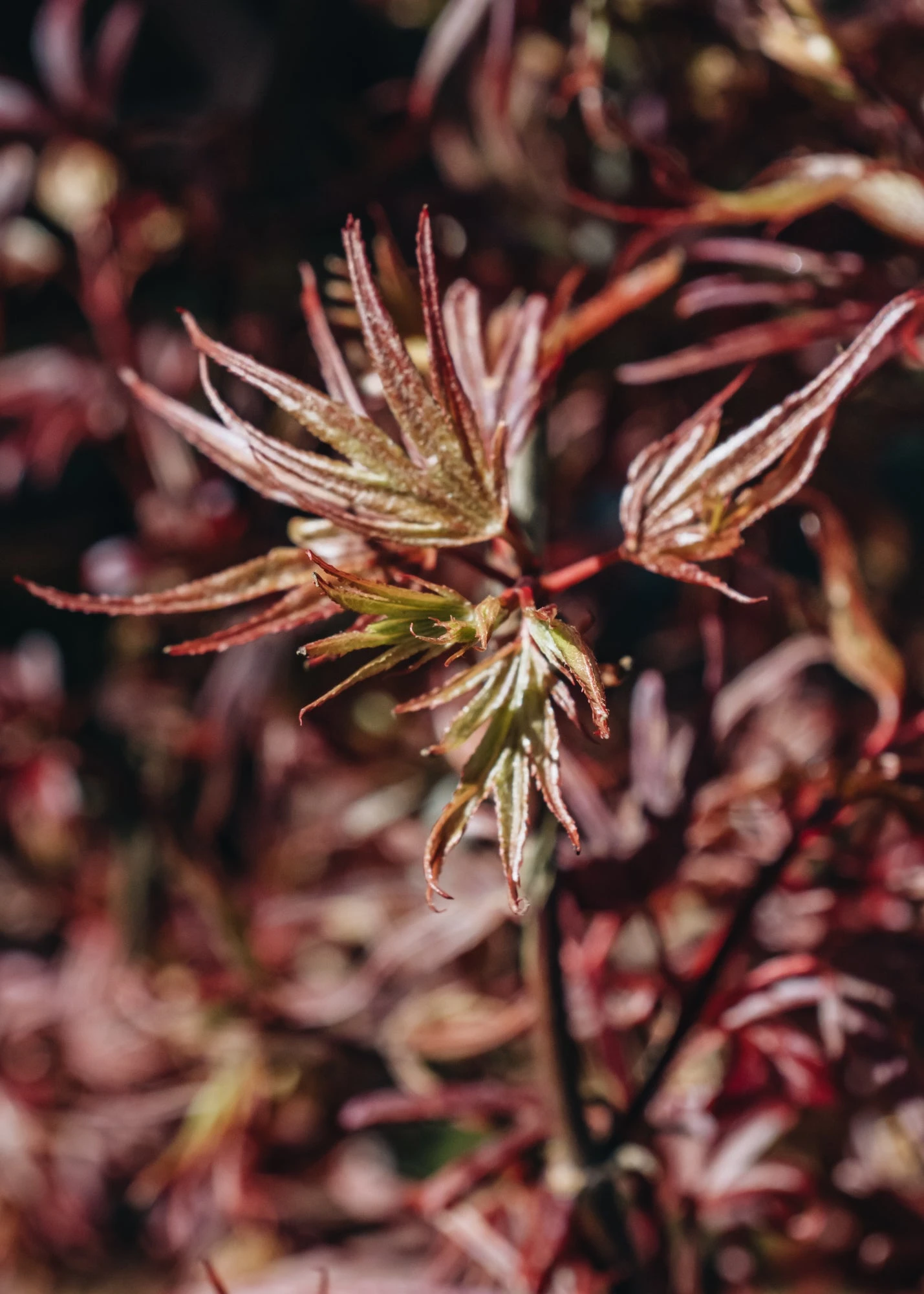 Acer Shaina, 3L 2 Acer Shaina, 3L - Image 2