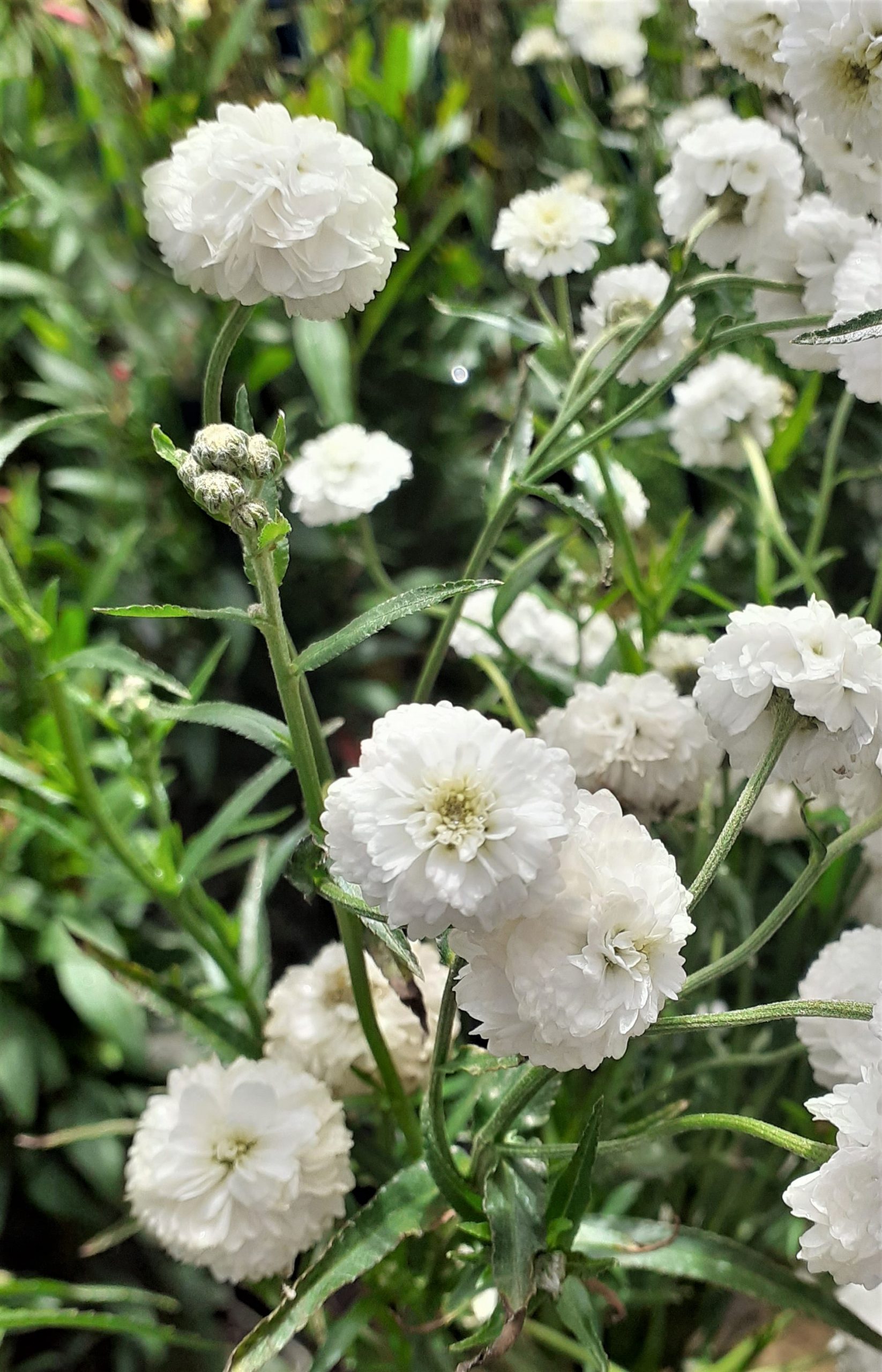 Burford Garden Sale 19 Burford Garden Sale -Burford Garden Sale Achillea ptarmica Peter Cottontail3 WEB scaled 1