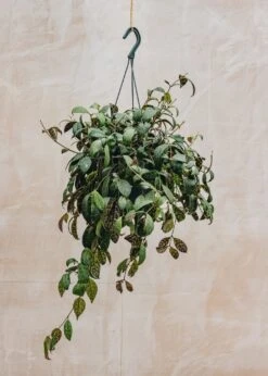 Aeschynanthus Marmoratus