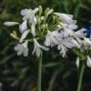 Agapanthus Silver Baby, 2/3L