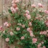 Rosa Albertine AGM