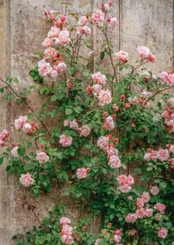 Rosa Albertine AGM