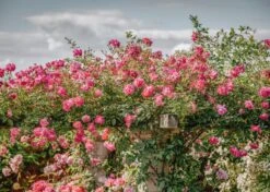 Rosa Alexandre Girault AGM