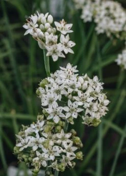 Allium Cliffs Of Dover, 2/3L