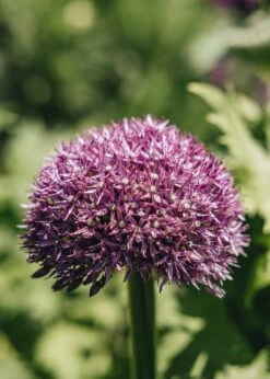Allium Pinball Wizard, 2/3L