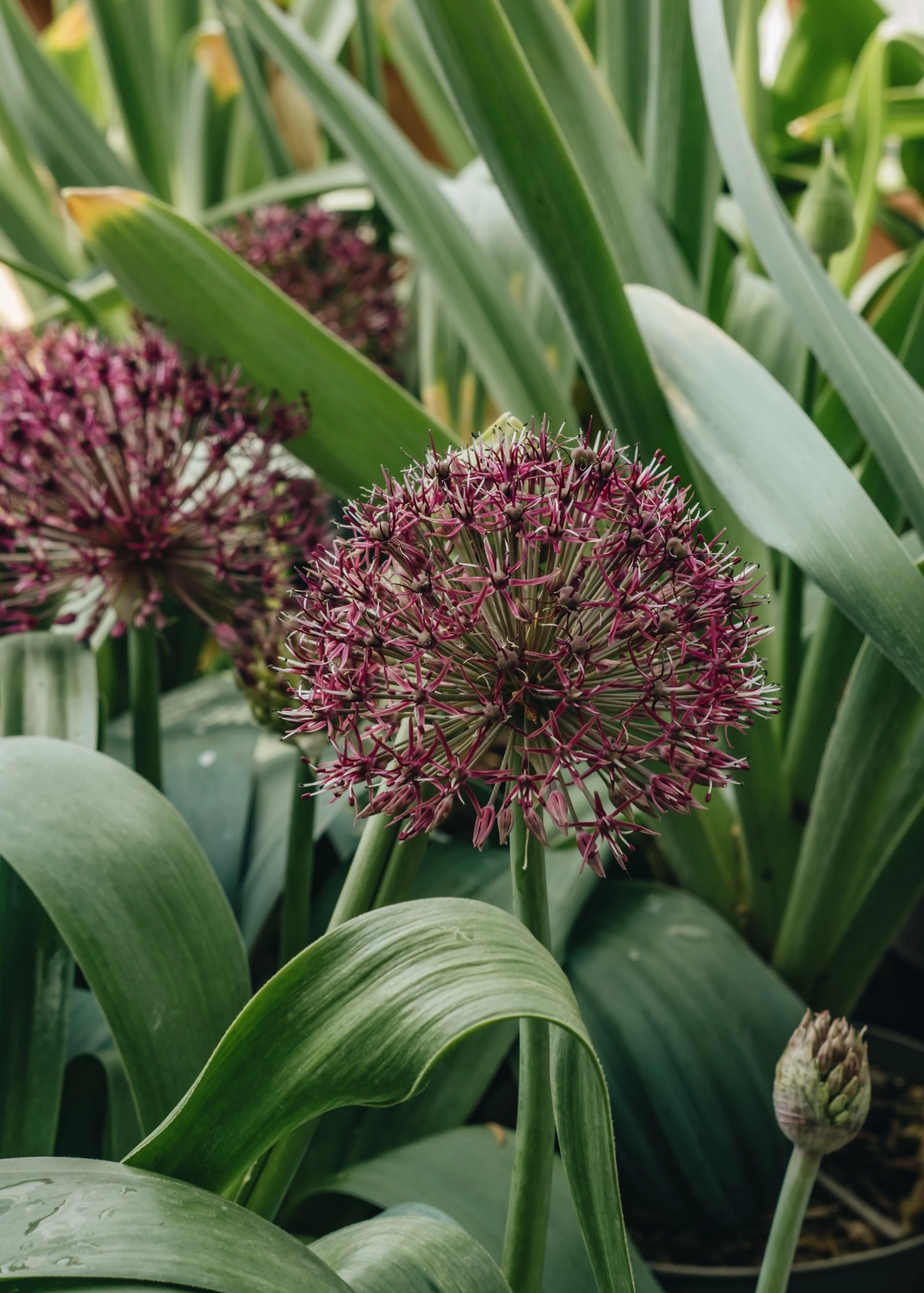 Allium Red Giant, 2/3L 1 Allium Red Giant, 2/3L