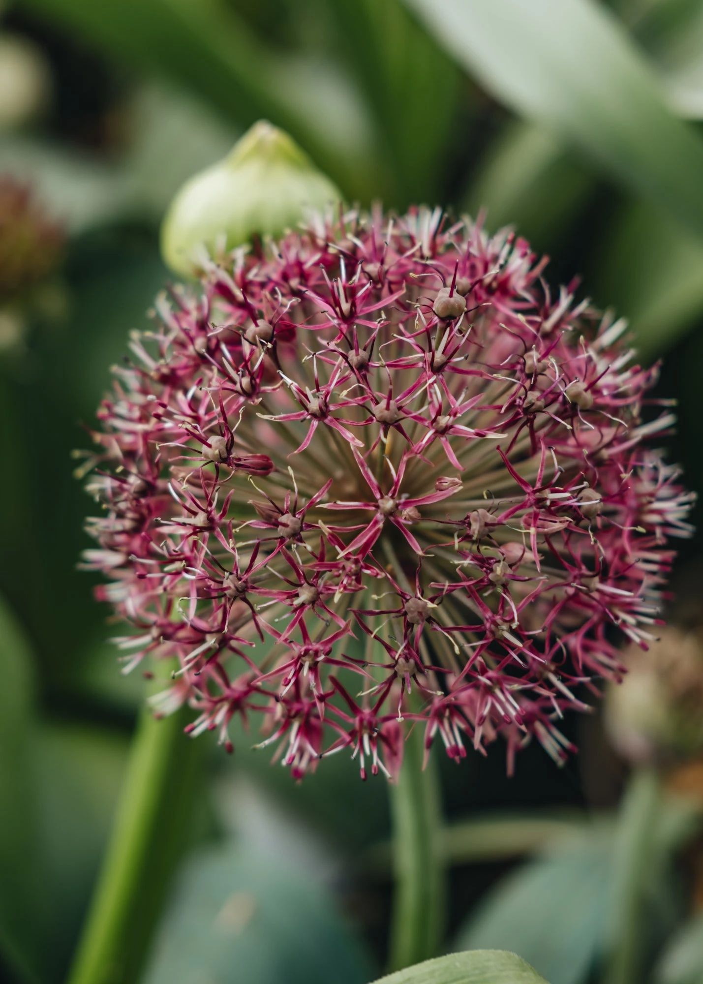 Allium Red Giant, 2/3L 2 Allium Red Giant, 2/3L - Image 2