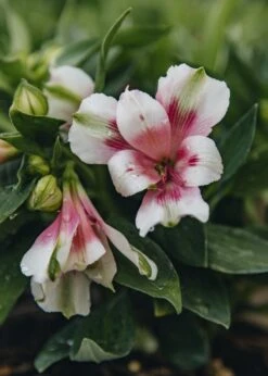 Alstroemeria Inticancha® Maya, 2L