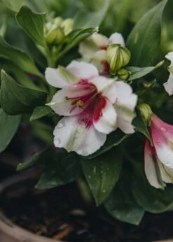 Alstroemeria Inticancha® Maya, 2L -Burford Garden Sale Alstromeria Maya 488A1790