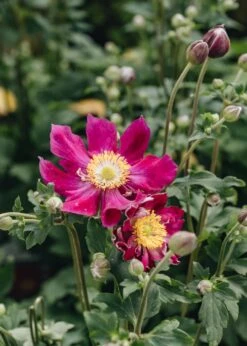 Anemone Fantasy Ariel, 2/3L