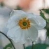 Anemone X Hybrida Honorine Jobert, 2/3L