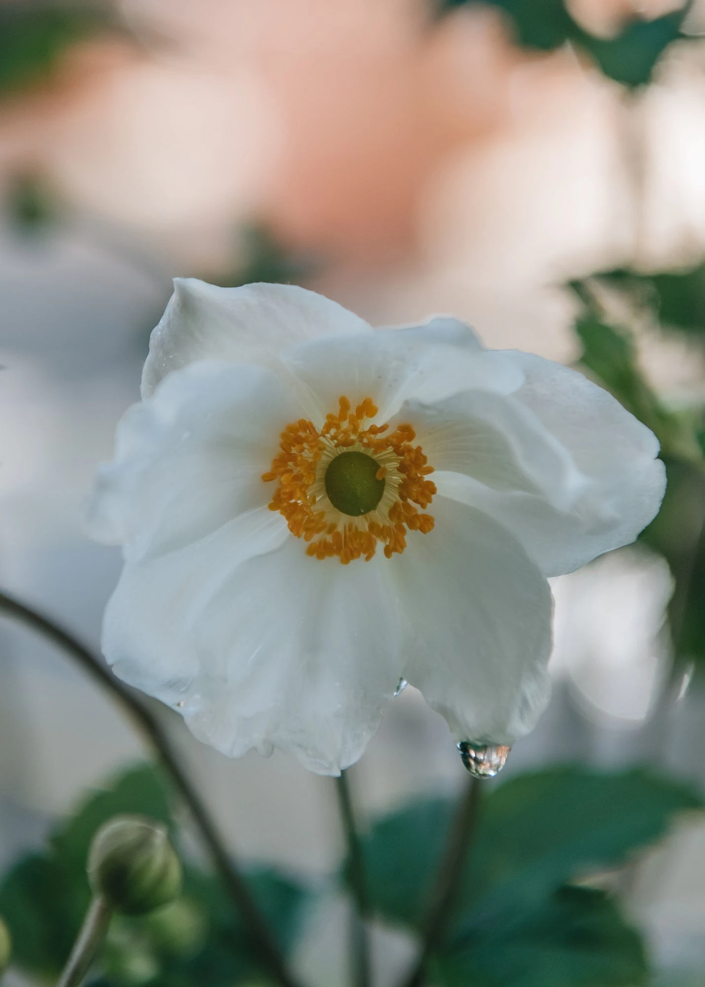 Anemone X Hybrida Honorine Jobert, 2/3L 1 Anemone X Hybrida Honorine Jobert, 2/3L