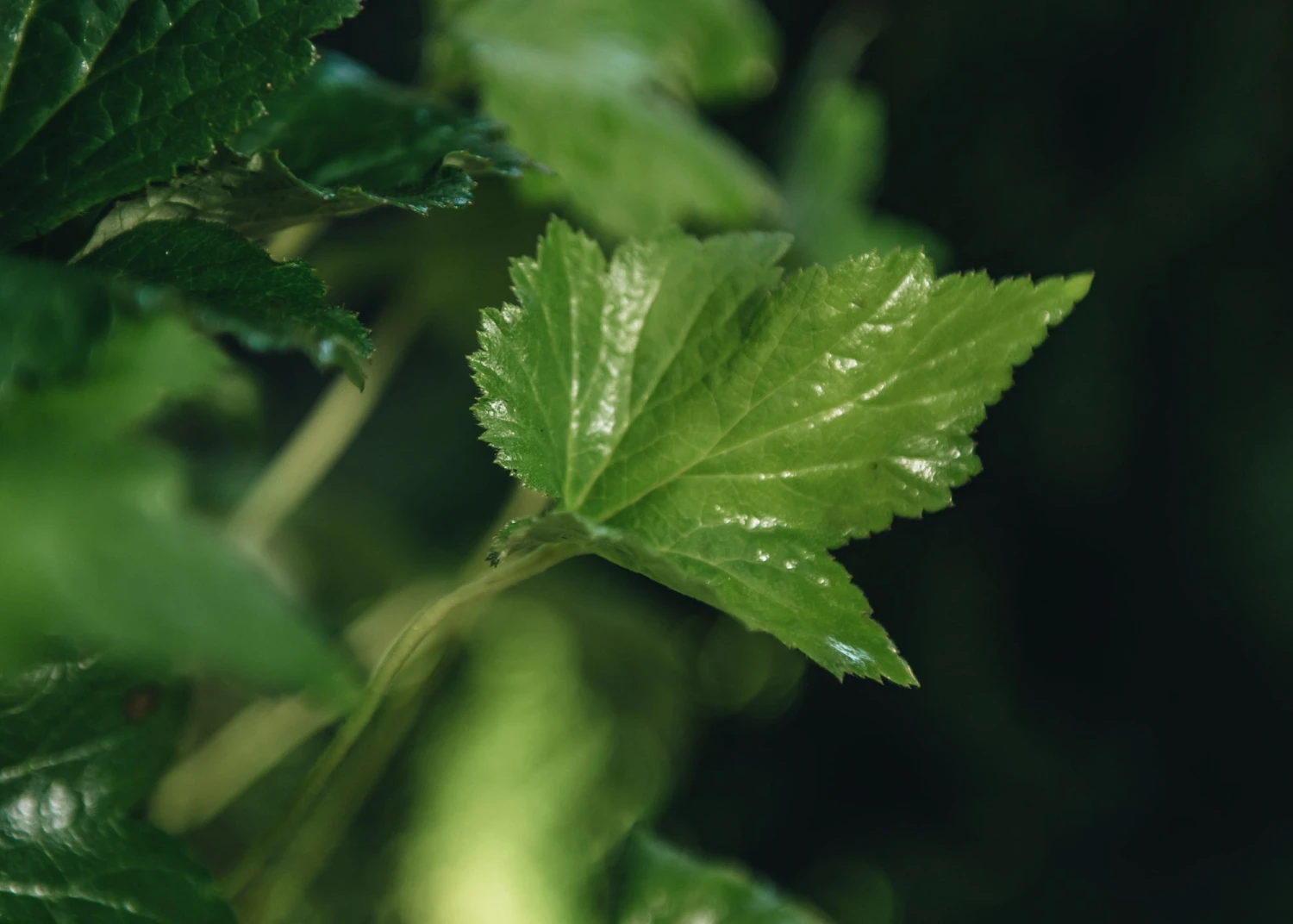 Anemone X Hybrida Honorine Jobert, 2/3L 2 Anemone X Hybrida Honorine Jobert, 2/3L - Image 2