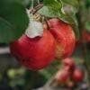 Malus Domestica Scrumptious Bush MM106 (Apple) 12L