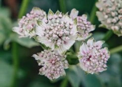 Astrantia Star Of Billion 2/3L