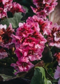 Bergenia Dragonfly Sakura, 2/3L
