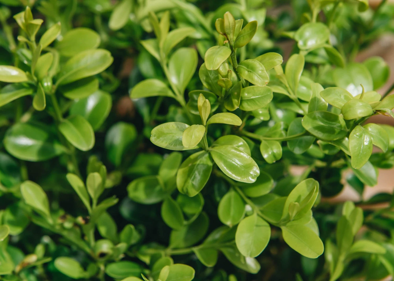 Better Buxus Heritage, 1L 1 Better Buxus Heritage, 1L