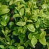 Better Buxus Heritage, 3L
