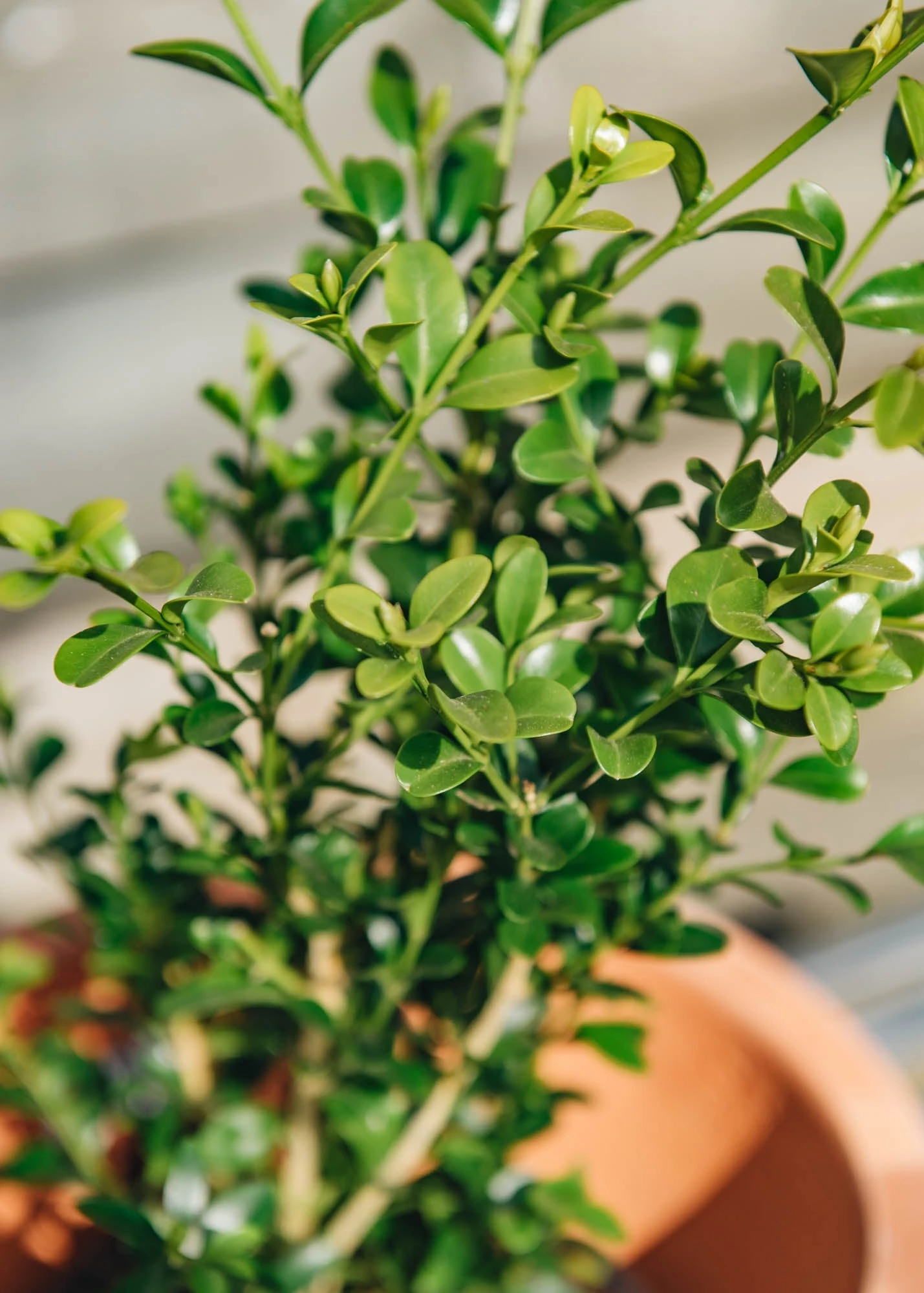 Better Buxus Heritage, 3L 2 Better Buxus Heritage, 3L - Image 2