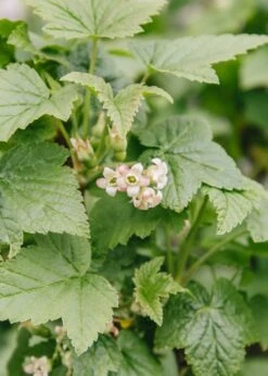 Blackcurrant Cassissima® 'Black Marble'®, 5L