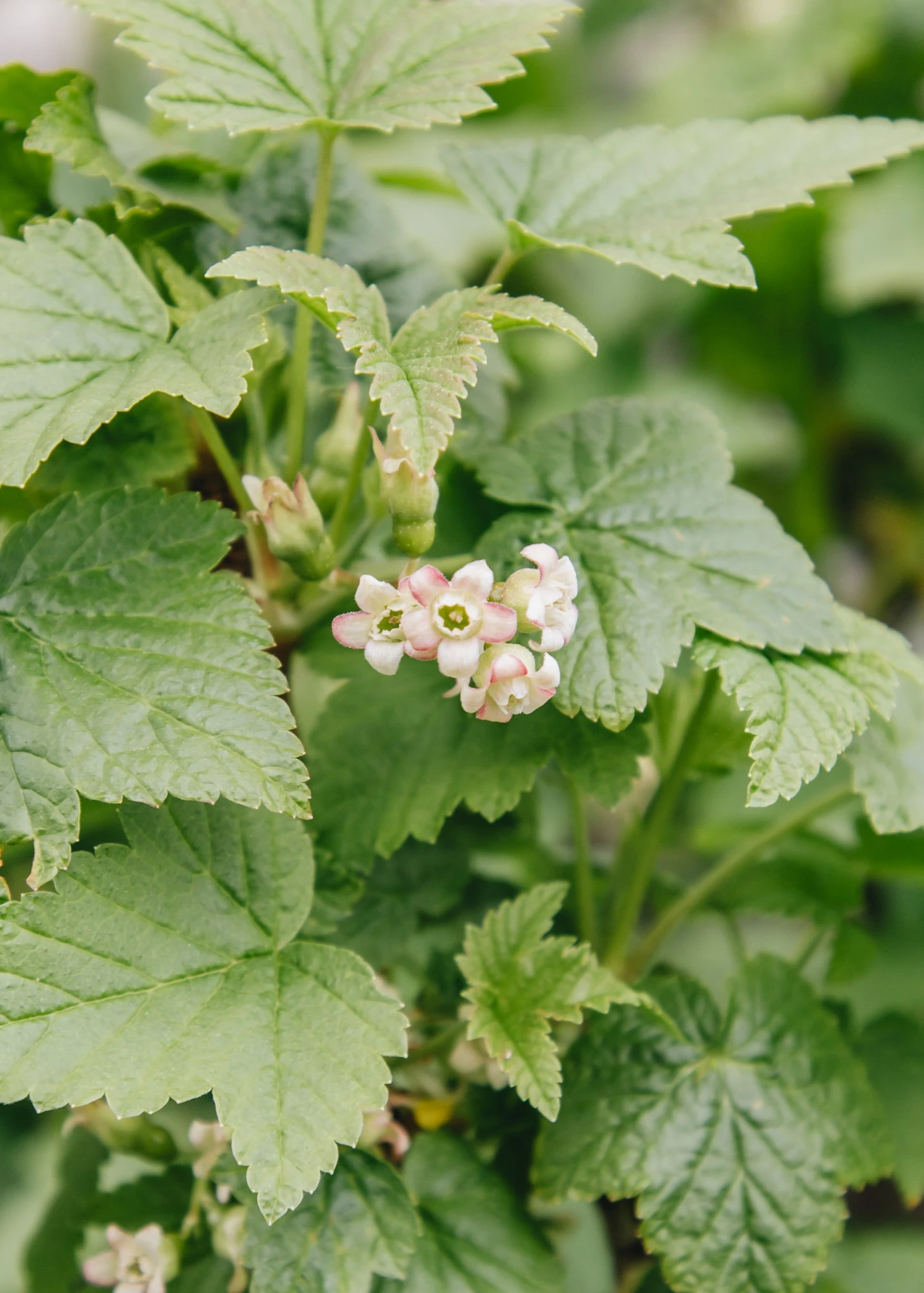 Blackcurrant Cassissima® 'Black Marble'®, 5L 1 Blackcurrant Cassissima® 'Black Marble'®, 5L