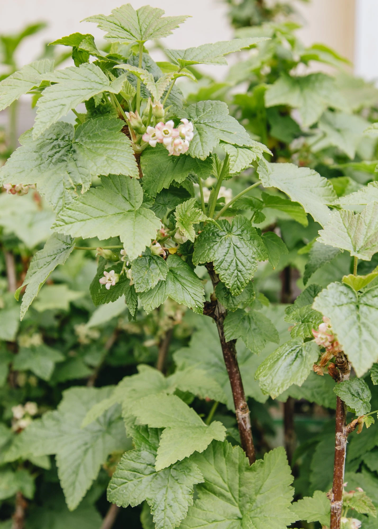 Blackcurrant Cassissima® 'Black Marble'®, 5L 2 Blackcurrant Cassissima® 'Black Marble'®, 5L - Image 2