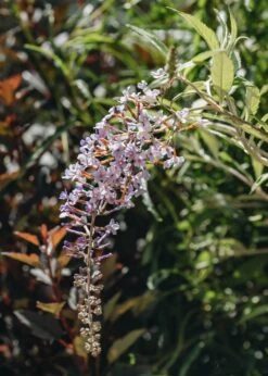Buddleia Davidii Wisteria Lane, 3L