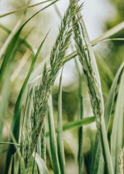 Calamagrostis Karl Foerster AGM, 2/3L