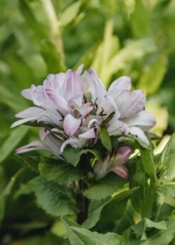 Campanula Glomerata Caroline, 2/3L