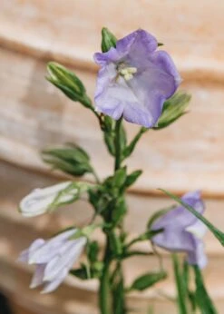Campanula Persicifolia Takion Blue, 2/3L