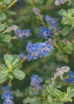 Ceanothus Southmead, 3L