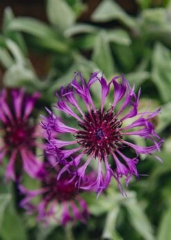 Centaurea Montana Amethyst Dream, 2/3L