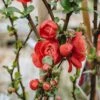 Chaenomeles Speciosa Scarlet Storm, 3L