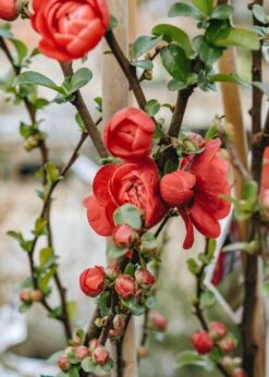 Chaenomeles Speciosa Scarlet Storm, 3L
