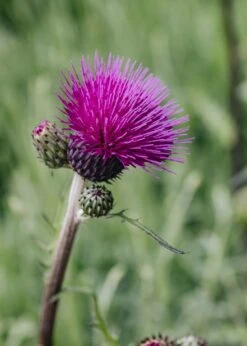 Cirsium Trevor's Blue Wonder, 2/3L