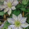 Clematis Crystal Fountain™, 3L