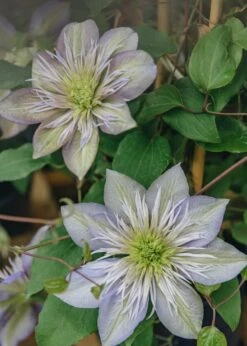 Clematis Crystal Fountain™, 3L