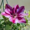 Clematis Darcy, (hanging) 3L