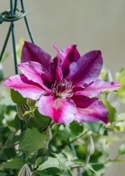 Clematis Darcy, (hanging) 3L