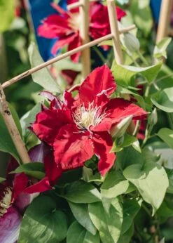 Clematis Elpis™, 3L