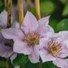 Clematis Filigree™, 3L