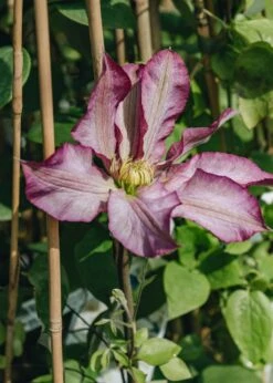 Clematis Frau Susanne, 3L