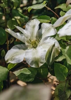 Clematis Kirsten Creed, 3L