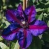 Clematis Mrs N Thompson, 3L