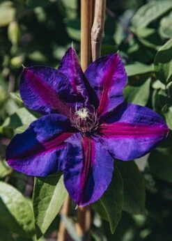 Clematis Mrs N Thompson, 3L