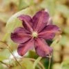 Clematis Romantika, 3L