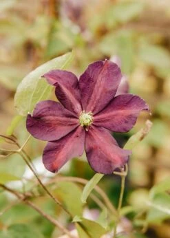 Clematis Romantika, 3L
