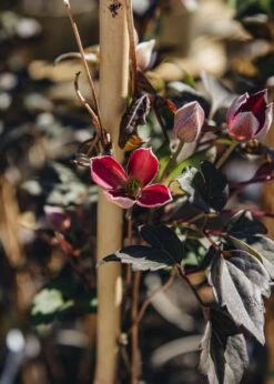 Clematis Montana Dark Chocolate Truffles, 3L 