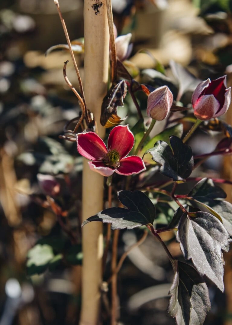 Burford Garden Sale 34 Burford Garden Sale -Burford Garden Sale Clematis montana Dark Chocolate Truffles IMG 2420 768x1075 1